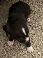 Chihuahua , a male Chihuahua for sale in Delaware City, DE – Photo 3 of 4