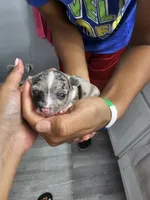 Toby, a male Chihuahua for sale in Claymont, DE – 6 of 6
