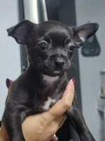 Milo, a male Chihuahua for sale in Claymont, DE – 10 of 10