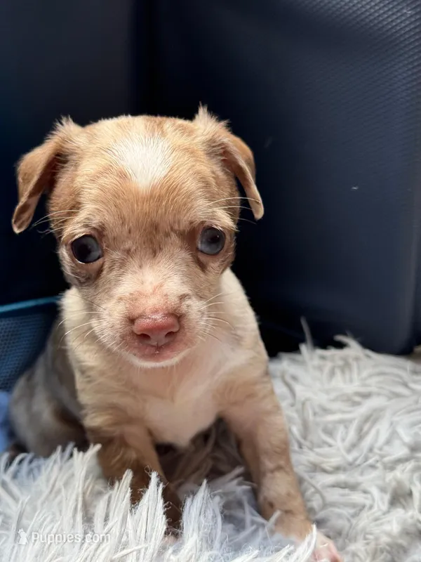 Rocky – Chihuahua puppy for sale in Claymont, DE