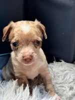 Rocky, a male Chihuahua for sale in Claymont, DE – 3 of 10