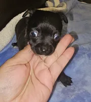 Milo, a male Chihuahua for sale in Claymont, DE – 8 of 10