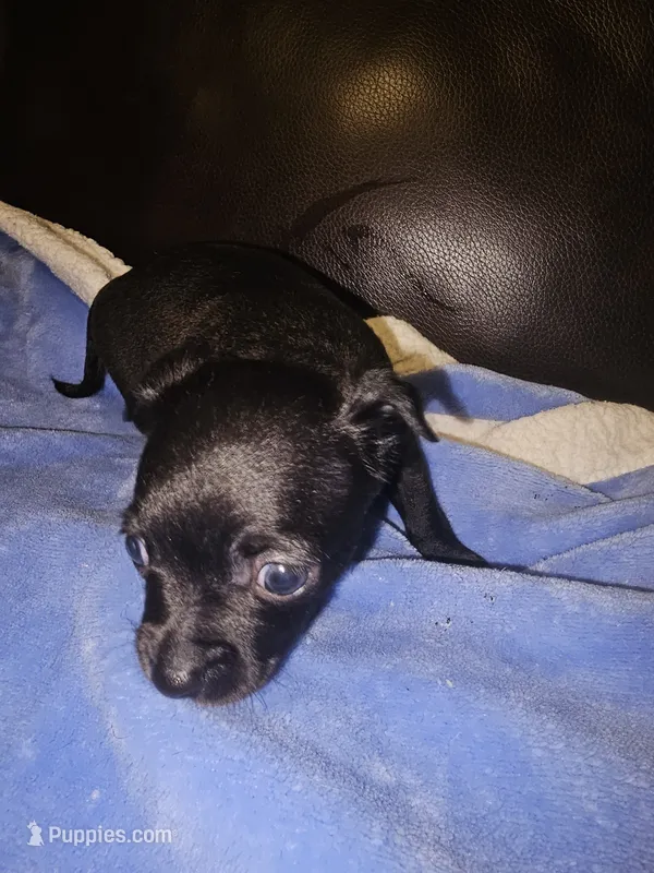 Milo – Chihuahua puppy for sale in Claymont, DE