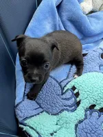 Milo, a male Chihuahua for sale in Claymont, DE – 9 of 10