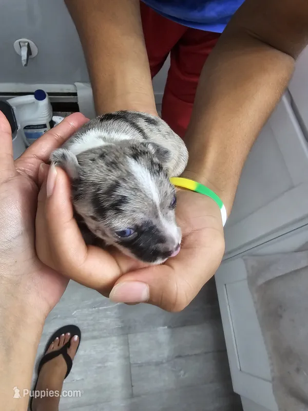 Toby – Chihuahua puppy for sale in Claymont, DE