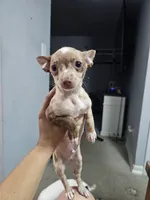 Rocky, a male Chihuahua for sale in Claymont, DE – 9 of 10