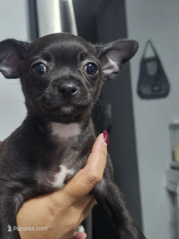 Milo – Chihuahua puppy for sale in Claymont, DE
