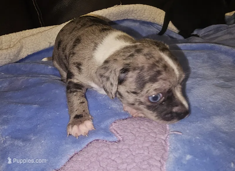 Toby – Chihuahua puppy for sale in Claymont, DE