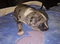 Toby, a male Chihuahua for sale in Claymont, DE – 3 of 9