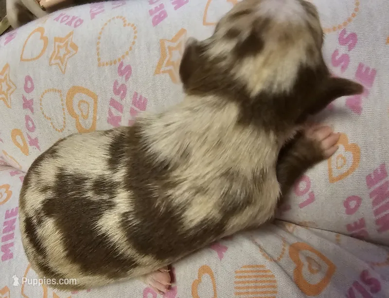 Rocky – Chihuahua puppy for sale in Claymont, DE