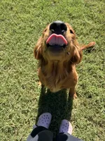 Pink girl , a female Golden Retriever for sale in Marshville, NC – 4 of 4