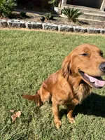 Pink girl , a female Golden Retriever for sale in Marshville, NC – 3 of 4