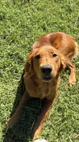 Pink girl , a female Golden Retriever for sale in Marshville, NC – 2 of 4