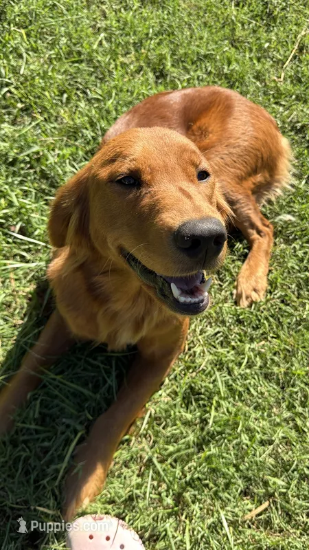 Pink girl  – Golden Retriever puppy for sale in Marshville, NC