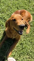 Pink girl , a female Golden Retriever for sale in Marshville, NC – 1 of 4