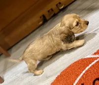 Oakley, a male Dachshund for sale in Stark City, MO – 6 of 9