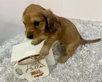 Oakley, a male Dachshund for sale in Stark City, MO – 9 of 9