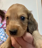 Cooper, a male Dachshund for sale in Stark City, MO – 2 of 4