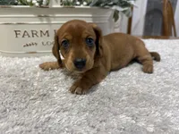 Sissy, a female Dachshund for sale in Stark City, MO – 6 of 6