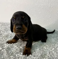Eddie, a male Dachshund for sale in Stark City, MO – 3 of 3