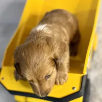 Dusty(sold), a male Dachshund for sale in Stark City, MO – Photo 5 of 7