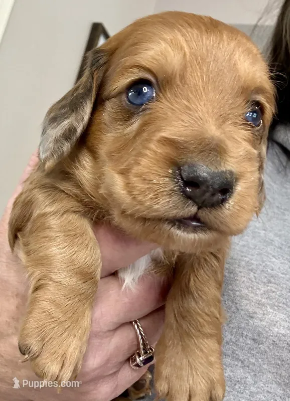 Dusty(sold) – Dachshund puppy for sale in Stark City, MO