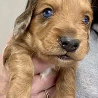 Dusty(sold), a male Dachshund for sale in Stark City, MO – Photo 1 of 7