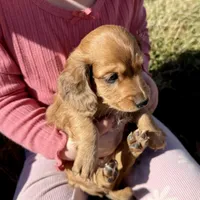 Dusty(sold), a male Dachshund for sale in Stark City, MO – Photo 4 of 7