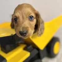 Dusty(sold), a male Dachshund for sale in Stark City, MO – Photo 6 of 7