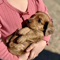 Dusty(sold), a male Dachshund for sale in Stark City, MO – Photo 2 of 7