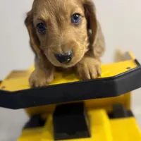 Dusty(sold), a male Dachshund for sale in Stark City, MO – Photo 3 of 7