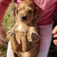 Dusty(sold), a male Dachshund for sale in Stark City, MO – Photo 7 of 7