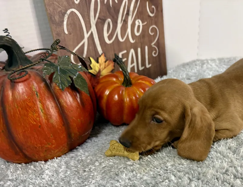 Simba – Dachshund puppy for sale in Stark City, MO
