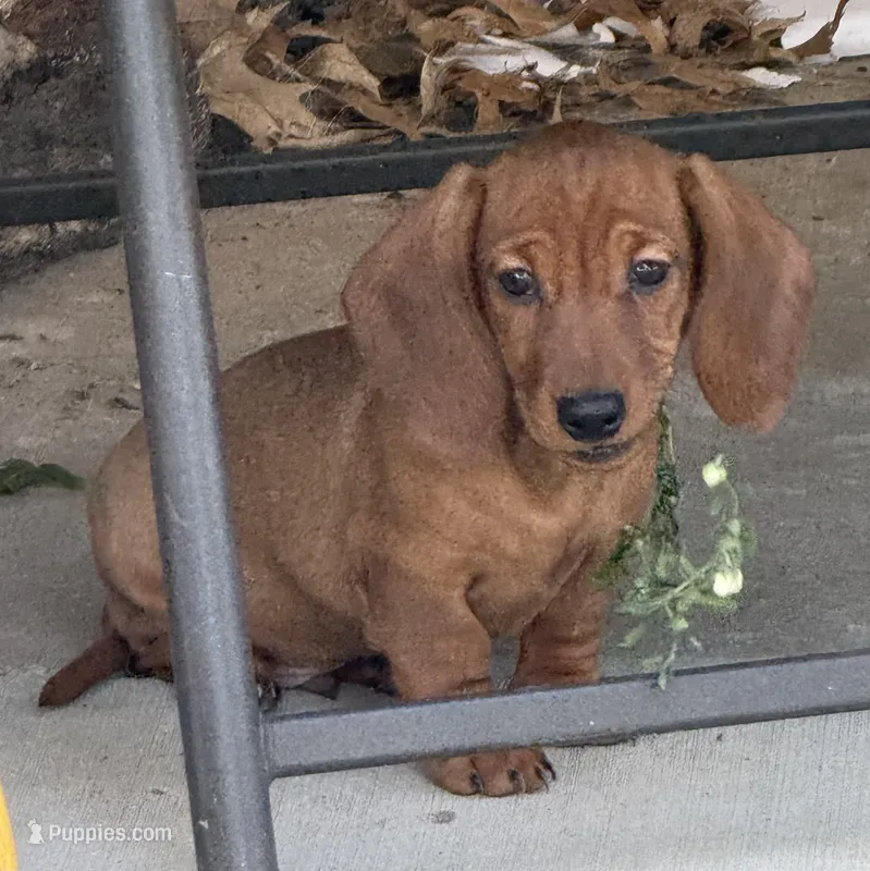 Sammy – Dachshund puppy for sale in Stark City, MO