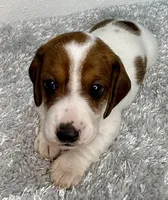Evie, a female Dachshund for sale in Stark City, MO – 2 of 4