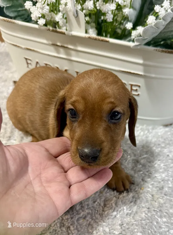 Sammy – Dachshund puppy for sale in Stark City, MO