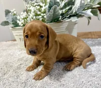 Simba, a male Dachshund for sale in Stark City, MO – 3 of 4