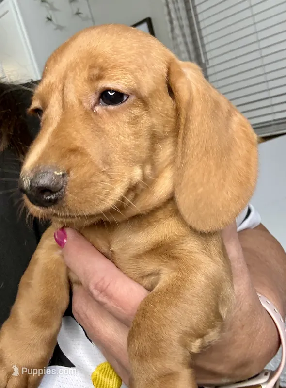 Simba – Dachshund puppy for sale in Stark City, MO
