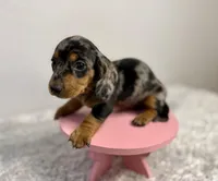 Pepper, a female Dachshund for sale in Stark City, MO – Photo 2 of 5