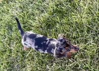 Pepper(on hold), a female Dachshund for sale in Stark City, MO – Photo 2 of 5