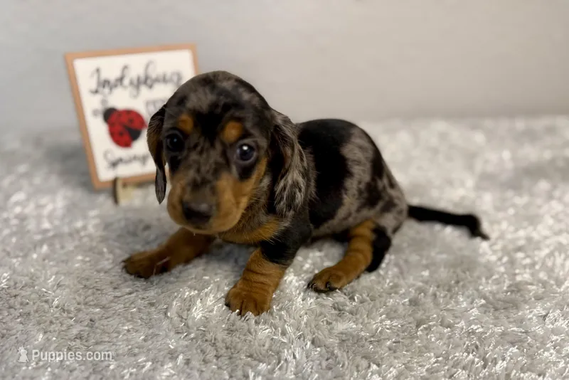 Pepper, a female Dachshund for sale in Stark City, MO – Photo 1 of 5