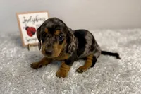 Pepper, a female Dachshund for sale in Stark City, MO – Photo 1 of 5