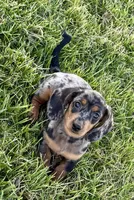 Pepper(on hold), a female Dachshund for sale in Stark City, MO – Photo 4 of 5