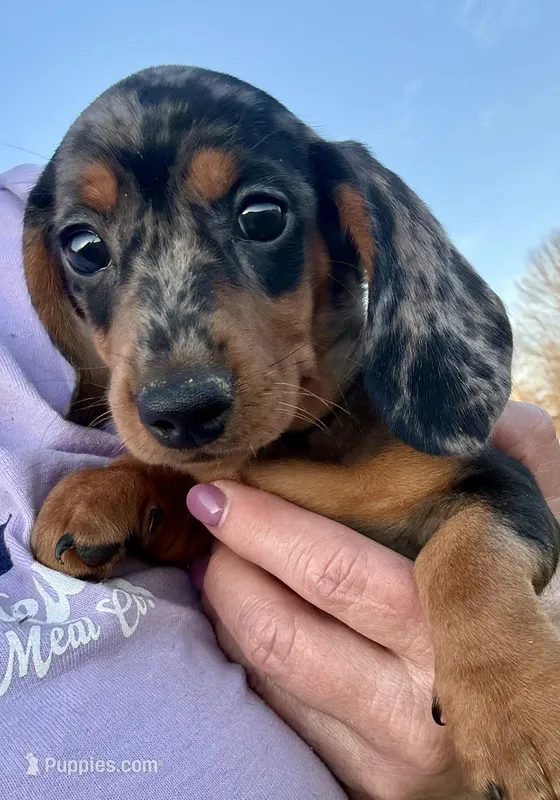 Pepper(on hold) – Dachshund puppy for sale in Stark City, MO