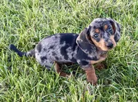 Pepper(on hold), a female Dachshund for sale in Stark City, MO – Photo 3 of 5