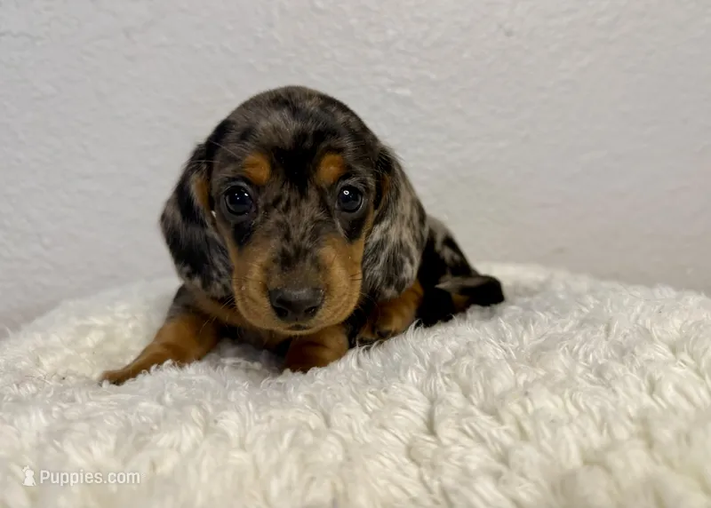 Pepper – Dachshund puppy for sale in Stark City, MO