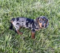 Pepper(on hold), a female Dachshund for sale in Stark City, MO – Photo 5 of 5