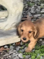 Oakley(on hold), a male Dachshund for sale in Stark City, MO – 5 of 7