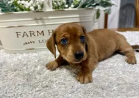 Sissy, a female Dachshund for sale in Stark City, MO – 5 of 6