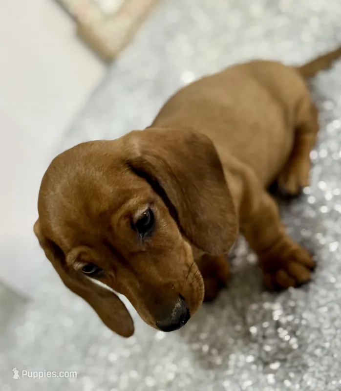 Sammy – Dachshund puppy for sale in Stark City, MO